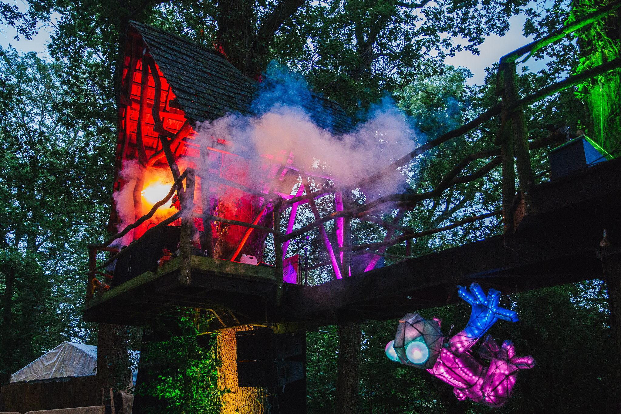 Tropical tree frog @Shambino 2022